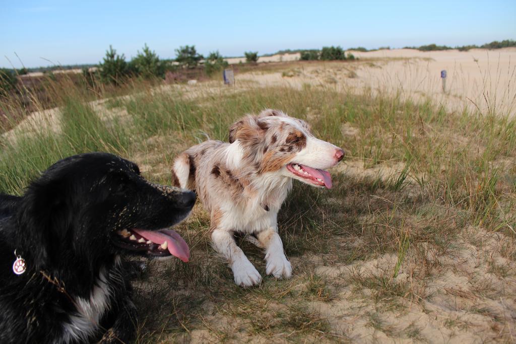 Natuurpoort Van Loon Loon op Zand Exterior foto